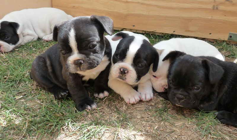 Flanelle Titre Initial