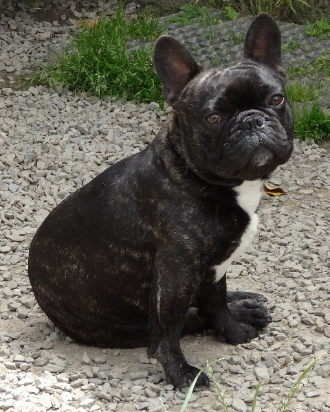 Publication : De la Parenthèse Enchantée Auteur : S. Dupuy