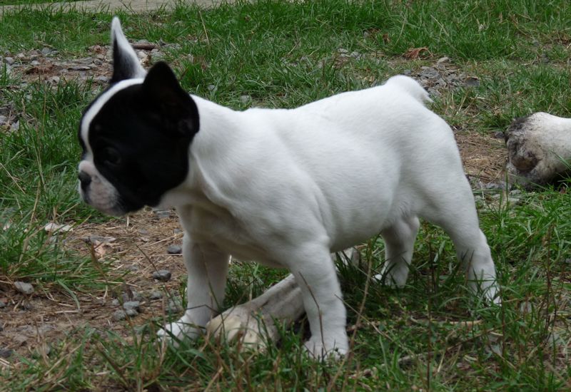 Flanelle Titre Initial