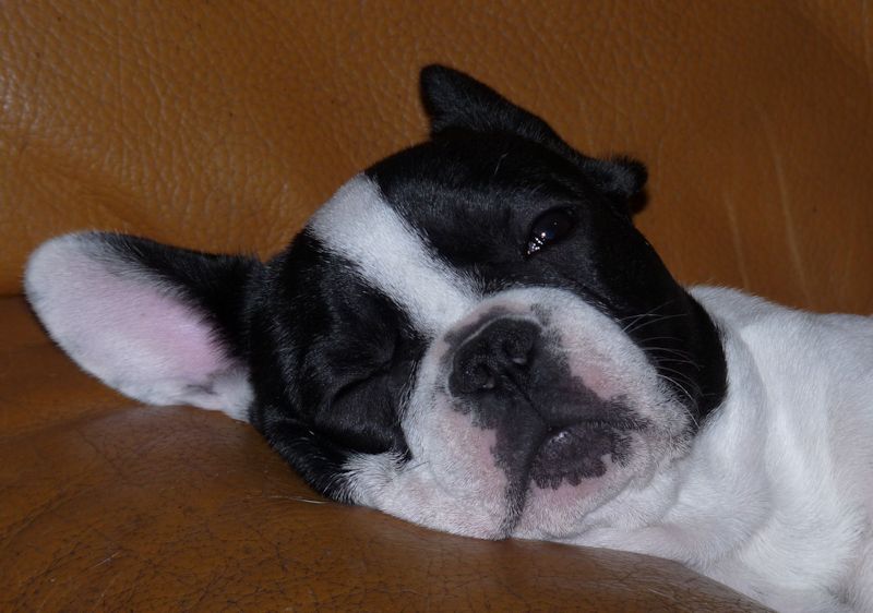 Flanelle Titre Initial