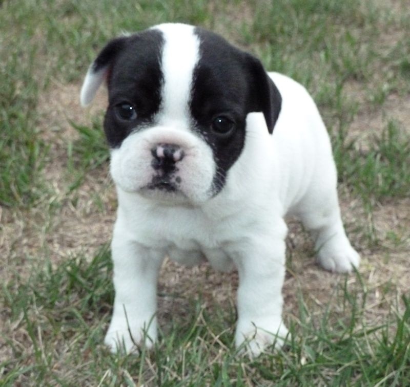 Flanelle Titre Initial