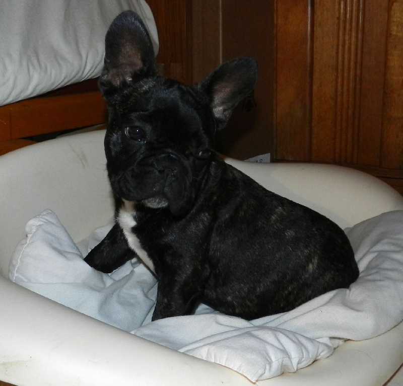 Publication : De la Parenthèse Enchantée Auteur : S. Dupuy