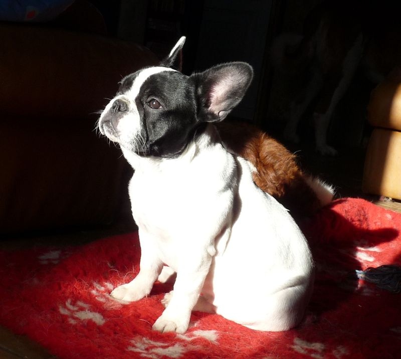 Flanelle Titre Initial