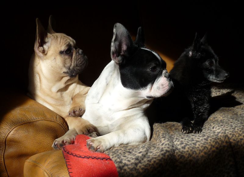 Flanelle Titre Initial