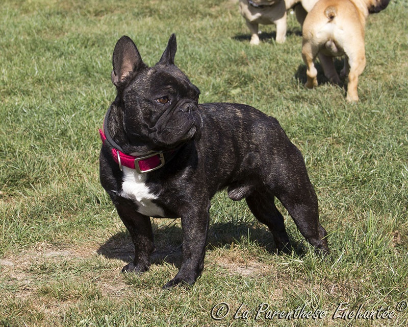 Publication : De la Parenthèse Enchantée Auteur : S. Dupuy