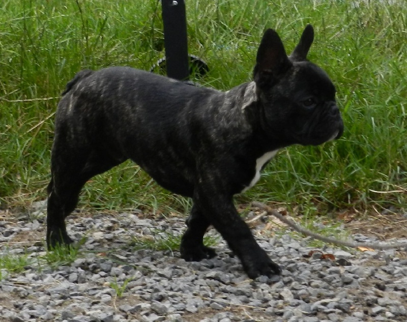 Publication : De la Parenthèse Enchantée Auteur : S. Dupuy