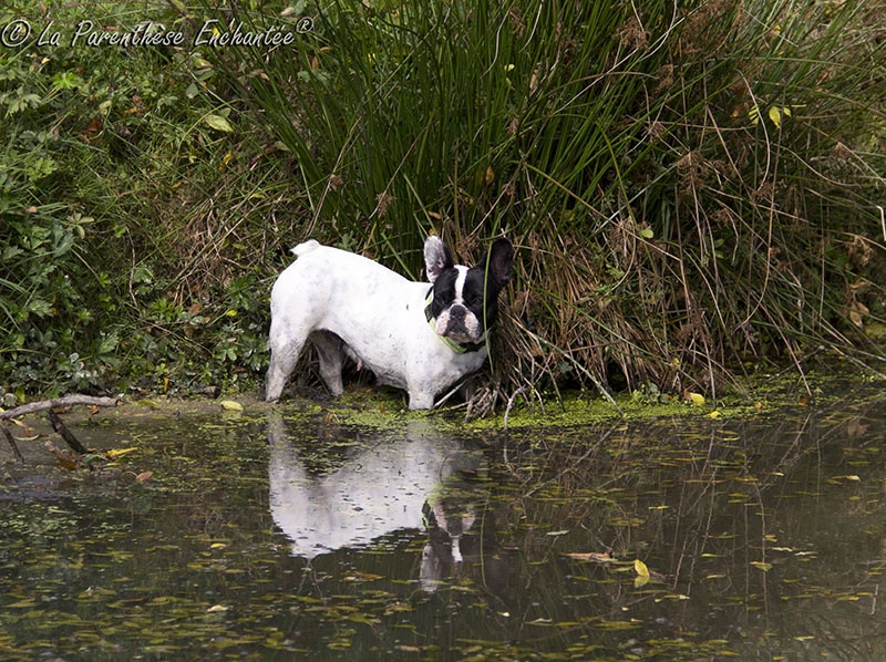Flanelle Titre Initial