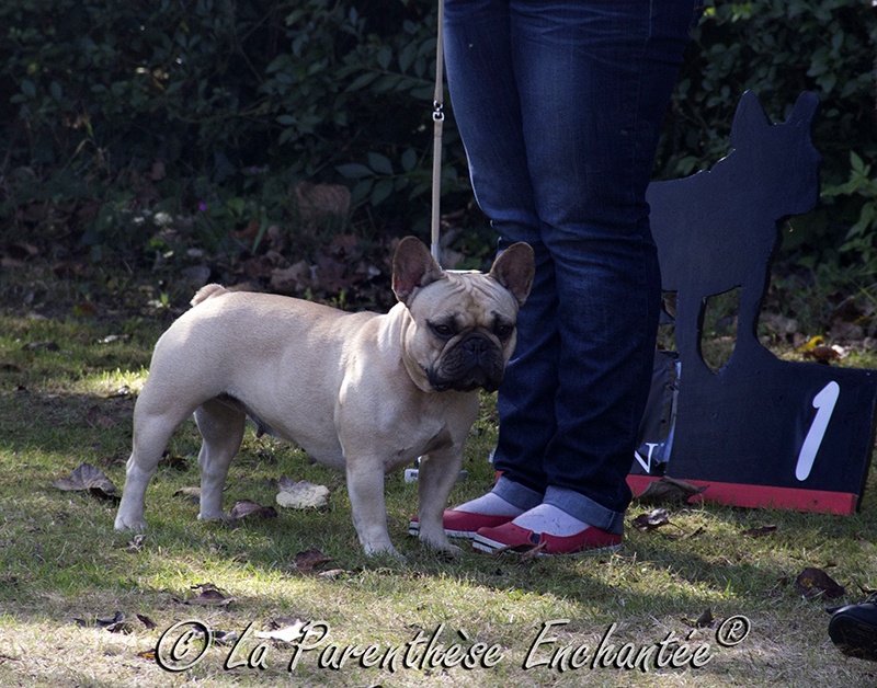 Fanfreluche dite fanfan Des domaines de tryskell - 2eme Excellent