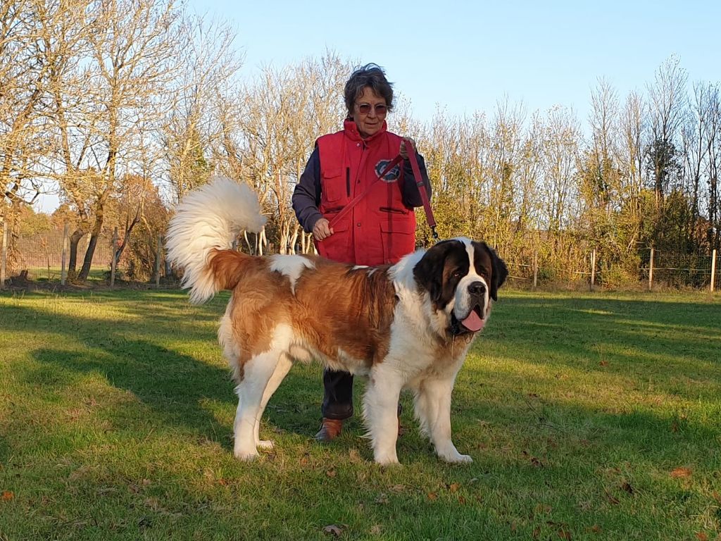 Romeo di villa vogel - Excellent