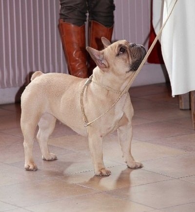 Fanfreluche dite fanfan Des domaines de tryskell - 1er Excellent CO - Meilleure femelle de l'expo