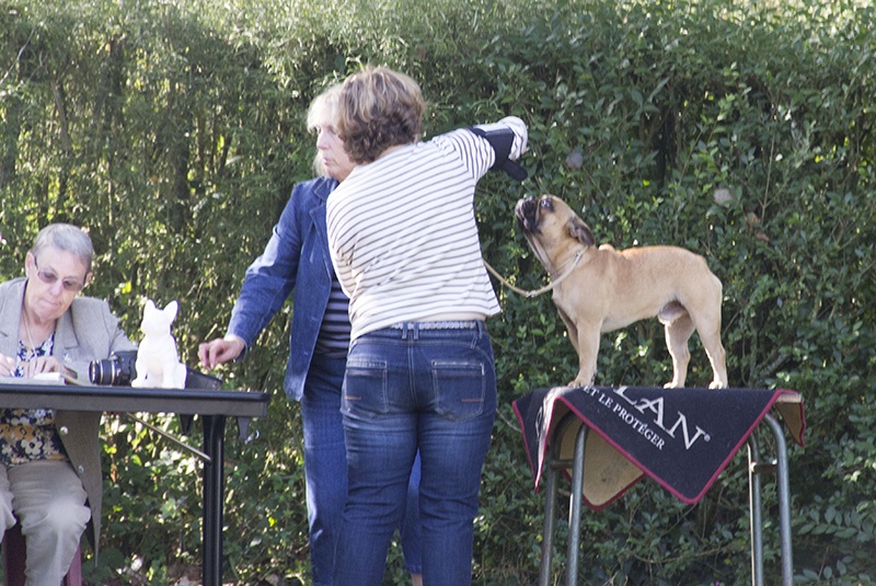 Honey du Domaine des Molosses - 1er Excellent