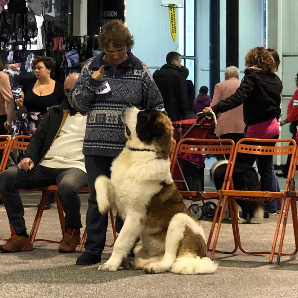 Romeo di villa vogel - Très Prometteur