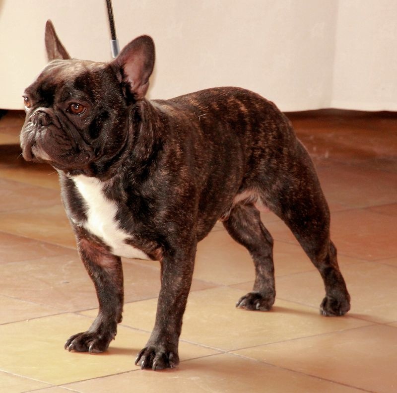 Giorggio du domaine de Cateline - 2eme Excellent CI