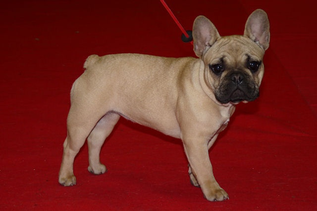 Fanfreluche dite fanfan Des domaines de tryskell - Très Prometteur