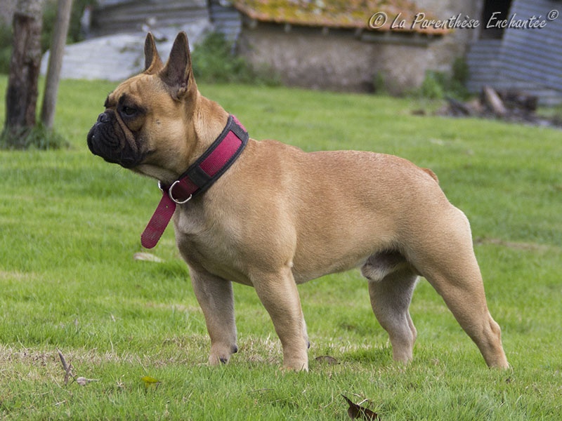 Honey du Domaine des Molosses - 4eme Excellent