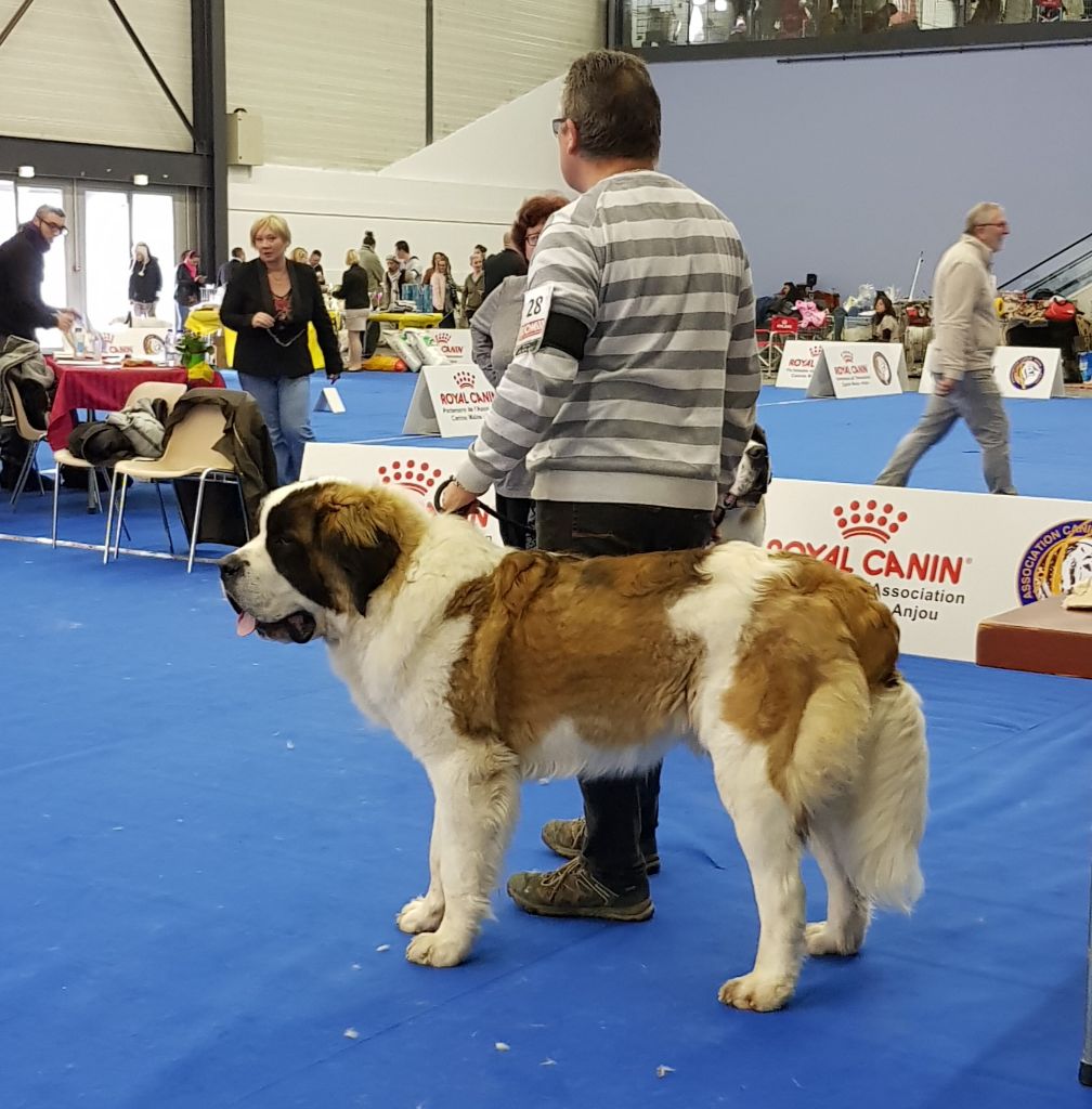 Romeo di villa vogel - Très Bon