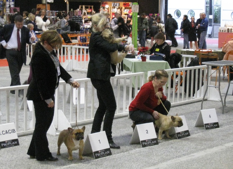 Fanfreluche dite fanfan Des domaines de tryskell - EXCELLENT 3eme