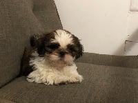 Des Canailles De Boubou