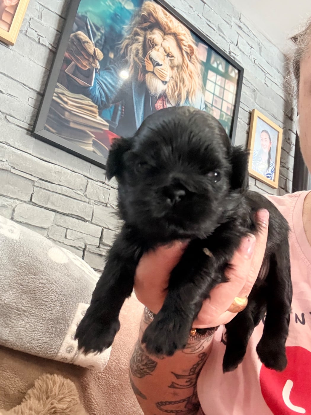 Shih Tzu - Des Canailles De Boubou