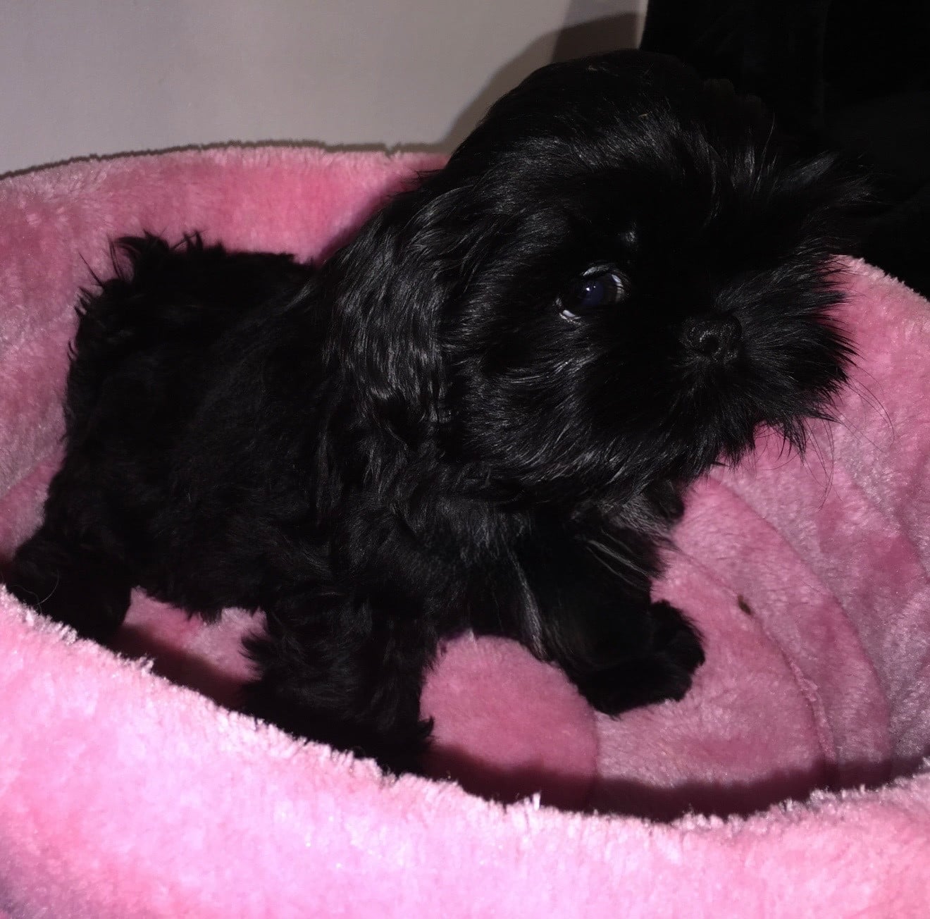 Babou