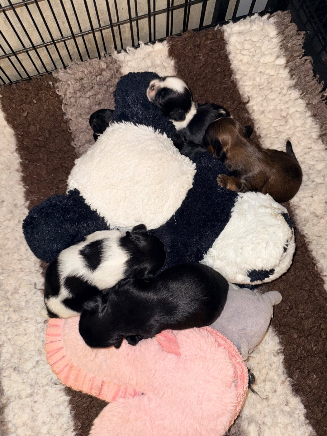 B .. - Shih Tzu