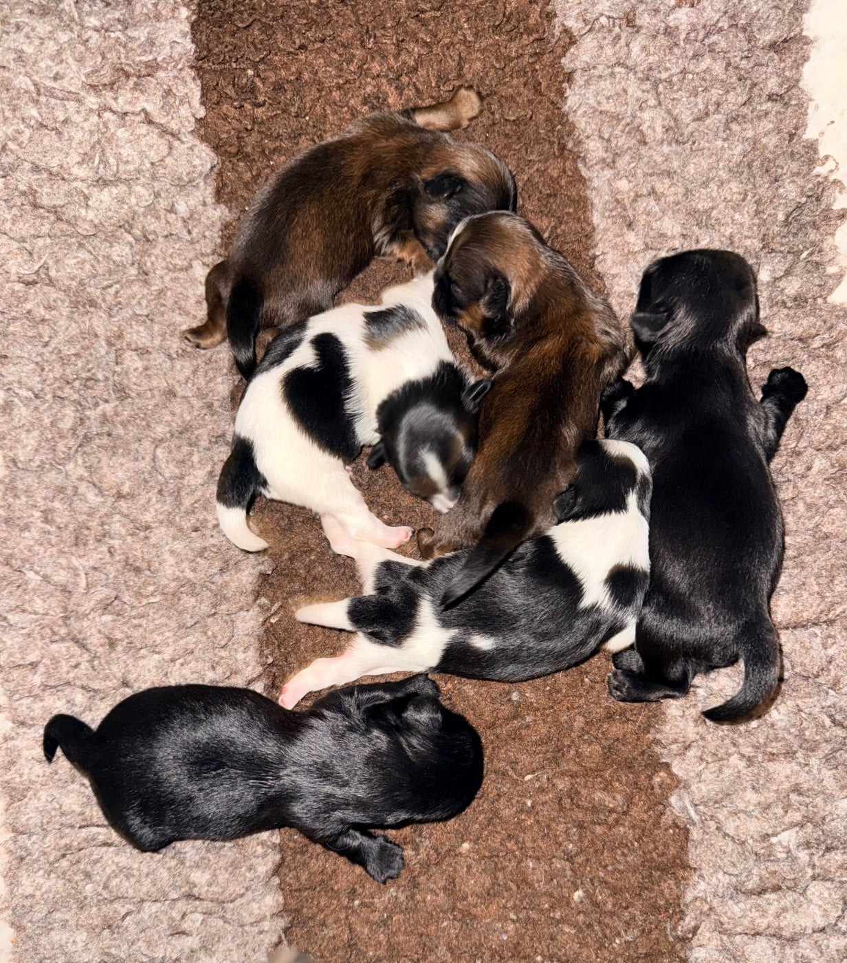 Shih Tzu - Des Canailles De Boubou