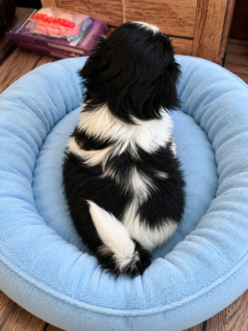 Chiot N°4