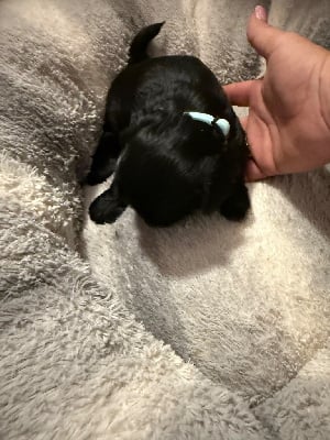 Les chiots de Shih Tzu