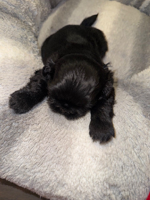 Les chiots de Shih Tzu