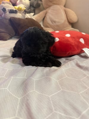 Les chiots de Shih Tzu