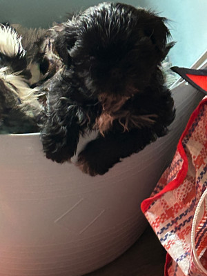 Les chiots de Shih Tzu