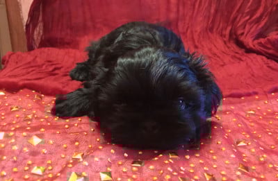 Les chiots de Shih Tzu