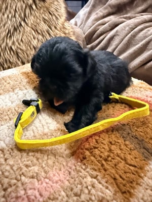 Chiot N°3 - Shih Tzu