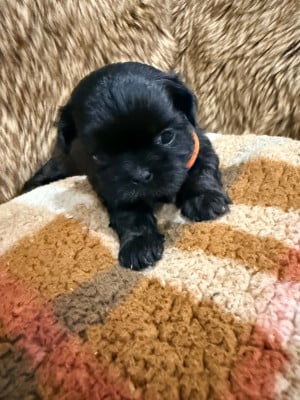 Chiot N°6 - Shih Tzu