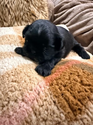 Chiot N°7 - Shih Tzu