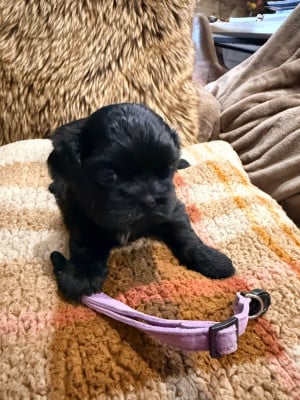 Chiot N°4 - Shih Tzu