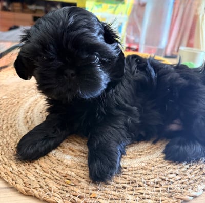 Les chiots de Shih Tzu
