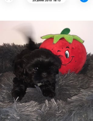 Les chiots de Shih Tzu