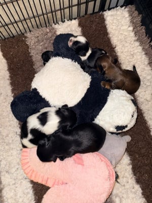 Les chiots de Shih Tzu