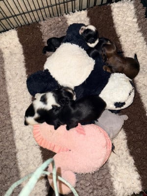 Les chiots de Shih Tzu