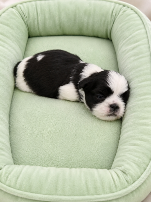 Les chiots de Shih Tzu