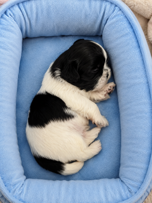 Les chiots de Shih Tzu