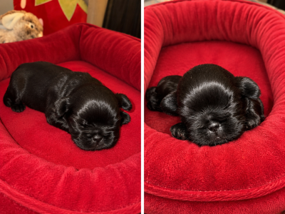 Les chiots de Shih Tzu