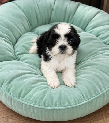 Les chiots de Shih Tzu