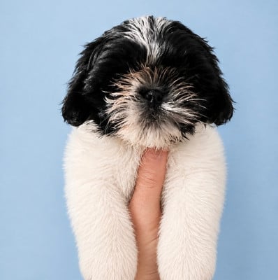 Les chiots de Shih Tzu