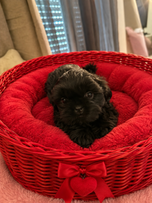 Les chiots de Shih Tzu