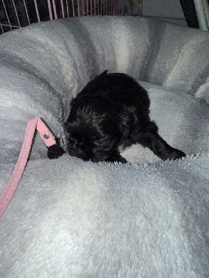 Les chiots de Shih Tzu