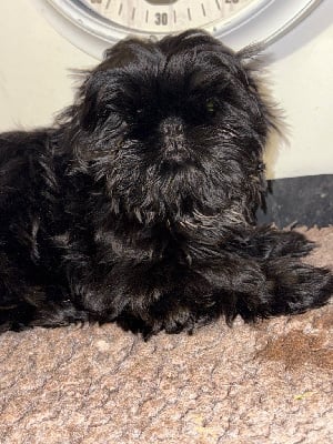 Les chiots de Shih Tzu