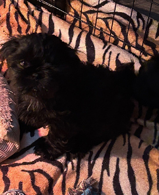 Les chiots de Shih Tzu