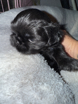 Les chiots de Shih Tzu